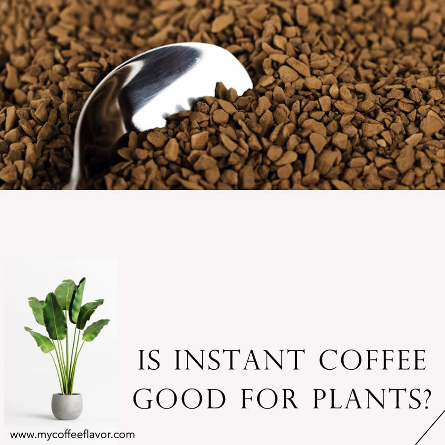 Is Instant Coffee Good for Plants