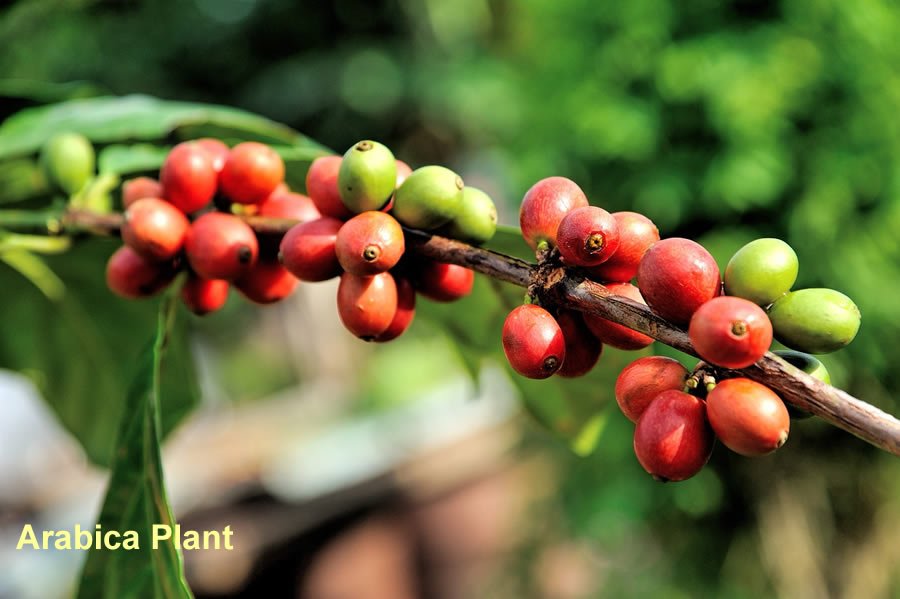 Arabica Plant